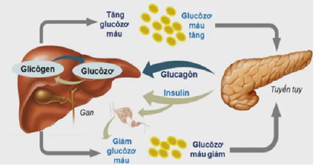 Vì sao gan là cơ quan tuyệt vời nhất trong cơ thể?