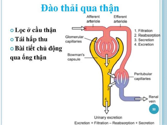 Quá trình đào thải thuốc qua thận diễn ra như thế nào?