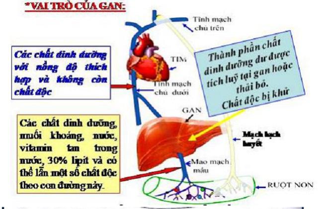 Vì sao gan là cơ quan tuyệt vời nhất trong cơ thể?